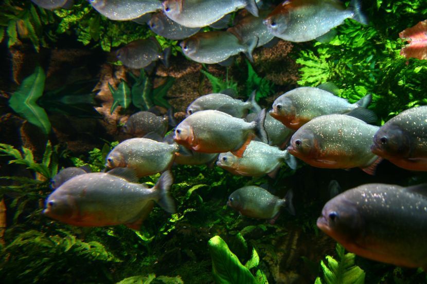 pirane-u-akvarijumu-3-830×553
